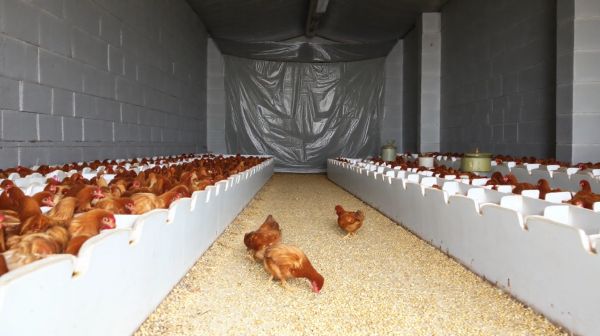 Top prevention tips for Newcastle disease in poultry care